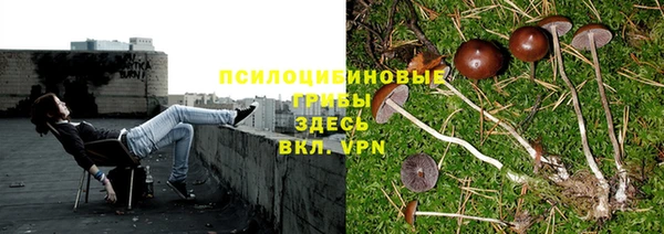PSILOCYBIN Алексеевка
